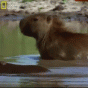 163977.gif