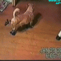 164144.gif