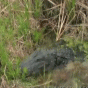 164155.gif