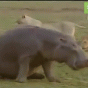 164362.gif