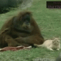 164364.gif