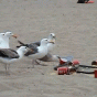 164704.gif