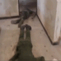 164752.gif