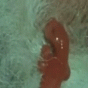 164958.gif