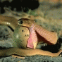 164962.gif