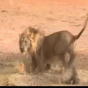 164964.gif