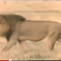 165985.gif