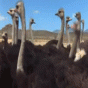 165991.gif