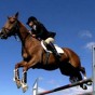 فروسية القفز عن الحواجز  - أرشيفية