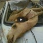 صورة من الفيديو
