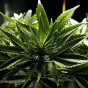 شتلة ماريجوانا