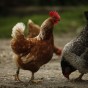 الدجاج - ارشيفية