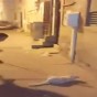 شاب يضرب قطة