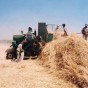 انتاج القمح في الاردن