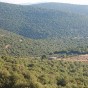 غابات برقش- أرشيفية