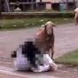 الكبش يضرب سيدة - من الفيديو