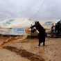 مخيم الزعتري