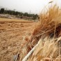 زراعة القمح في الأردن - ارشيفية