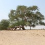 شجرة الحياة بالبحرين