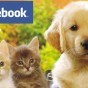 تعبيرية - فيس بوك للحيوانات