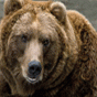 79104.gif