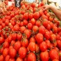 بندورة