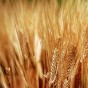 قمح