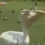 80751.jpg