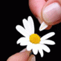 81385.gif
