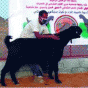83763.gif