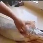 من الفيديو