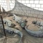تمسايح