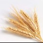 قمح