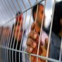 معتقلين في السجون - ارشيفية