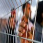 معتقلين السجون الاسرائيلية - ارشيفية