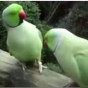 صورة من الفيديو الببغاوان اثناء نقاشهما