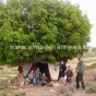 فارس الذي يعيش تحت شجرة