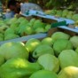 الجوافة