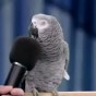 الببغاء الملقب بـ آينشتاين - ارشيفية