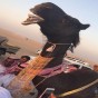 صورة من الفيديو