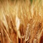 قمح