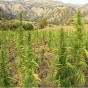 نبات القنب الهندي في المغرب - أرشيفية