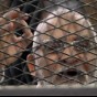 محمد بديع
