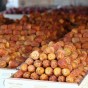 تمور اردنية - ارشيف