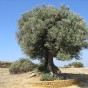 شجرة زيتون - ارشيفية