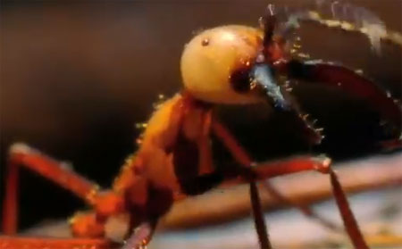 الجيش النمل