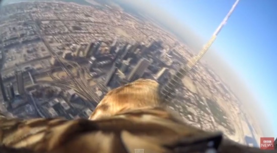 بالفيديو : شاهد النسر الذى حقق الرقم القياسى فى الطيران !