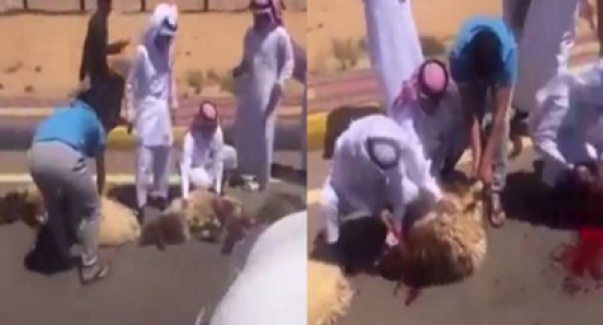شاهد: ذبح الأغنام بالشارع العام إكراما للضيف