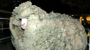 نيوزيلاندة في حداد على كبش اصبح رمزا وطنيا