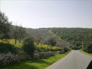 المئات من السيارات في برقش تتجه الي الديوان الملكي